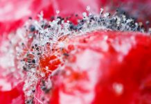 Problem z pleśnią grzyby_plesnie_infekcja_leczenie