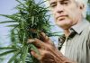 marihuana_leczenie_borelioza_cbd