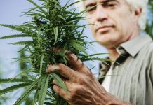 Wpływ marihuany na autoimmunologię marihuana_leczenie_borelioza_cbd