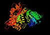cytokiny