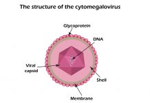 Naturalna terapia boreliozy z Lyme / Herpeswirusy cz.3 wirusy_choroby_odkleszczowe
