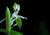 Andrographis Paniculata