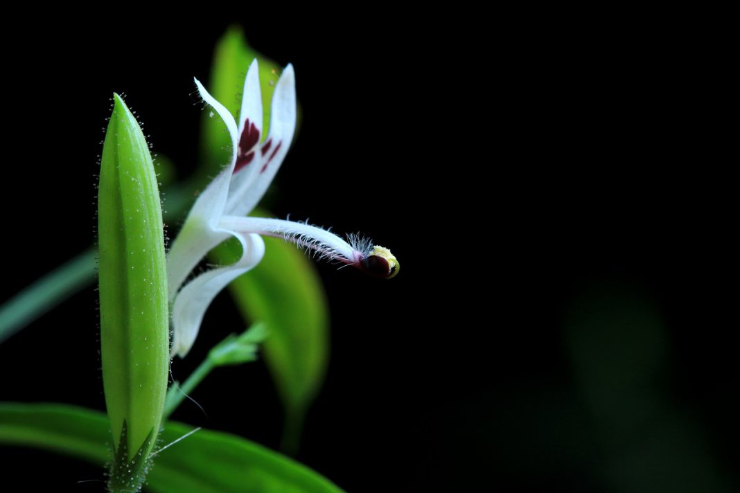 Andrographis Paniculata