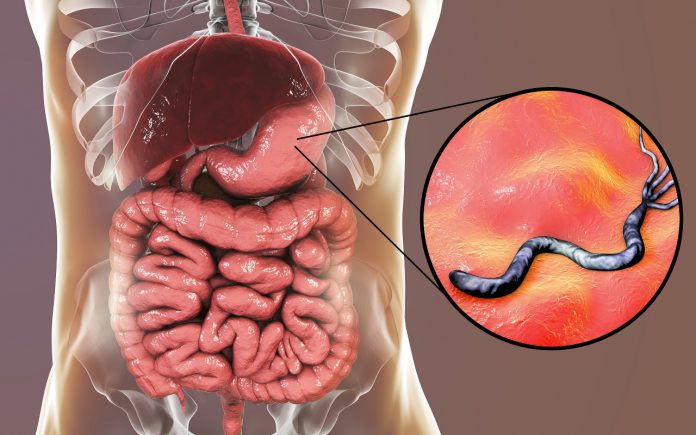 Helicobacter pylori