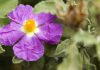 Cistus creticus