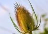 Dipsacus sylvestris