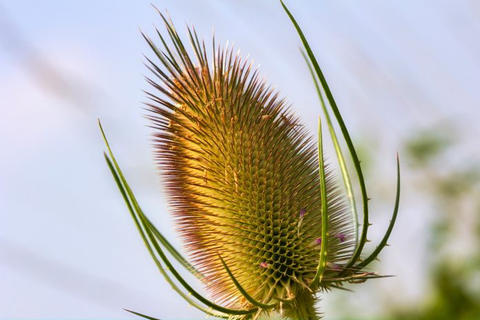 Dipsacus sylvestris