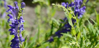 scutellaria baicalensis