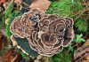 Trametes versicolor
