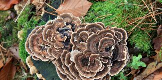 Trametes versicolor