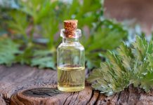 Artemisia annua – przeciwzapalnie, przeciwbakteryjnie i nie tylko… najlepsza artemisia